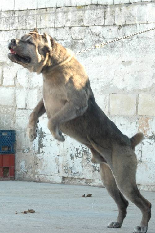 Casa reale best sale cane corso